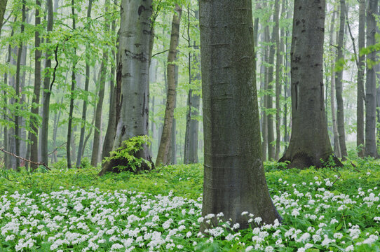 Beech Tree Forest, Hainich National Park, Thuringia, Germany