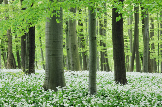 Beech Tree Forest, Hainich National Park, Thuringia, Germany