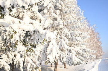 Winter snow-covered Christmas scene with a pine tree. Spruce large branches covered with frost....