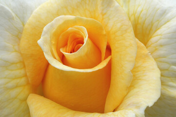 Close-Up of Yellow Rose