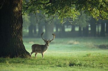 Fallow Deer