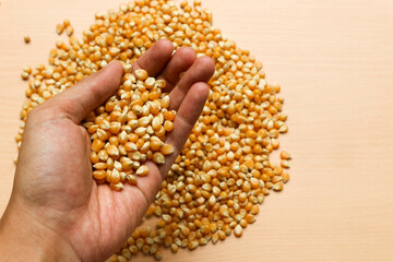 Hand holding of pile of yellow corn seeds isolated on brown wooden background, for popcorn.