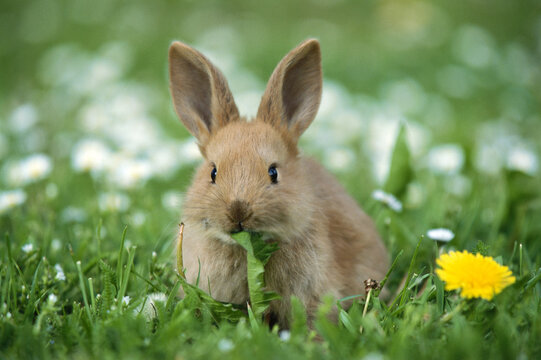 Rabbit in Field