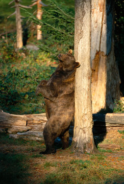 Brown Bear