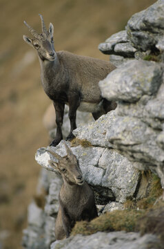 Portrait of Alpine Ibex