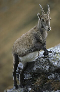 Portrait of Alpine Ibex