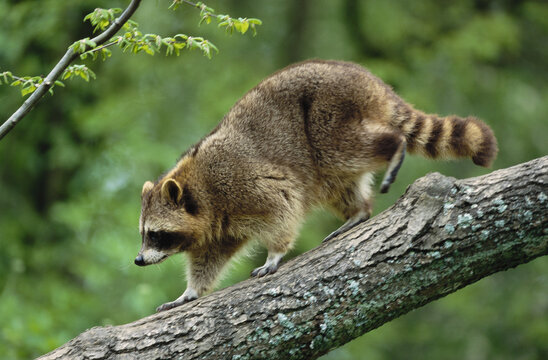 Raccoon Walking on Log
