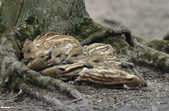 Group of Baby Wild Boar