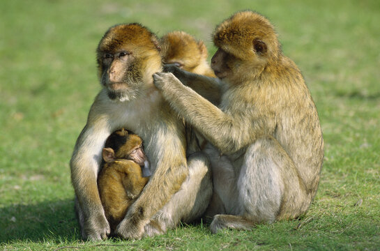 Macaca Sylvana With Young