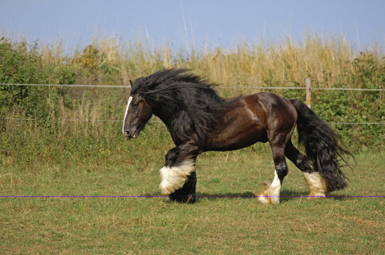 Irish Tinker Pony, Bavaria, Germany