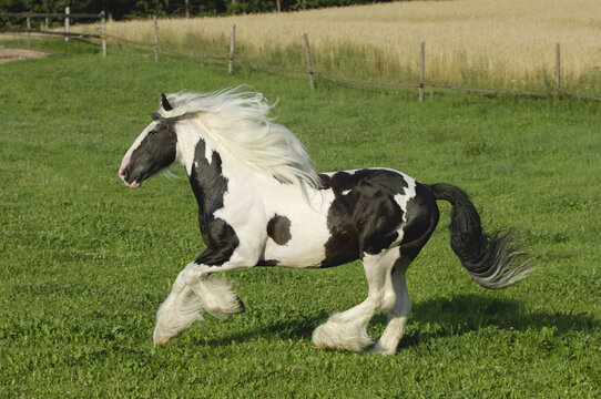 Irish Tinker Pony, Bavaria, Germany