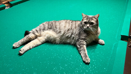 A Scottish cat is lying on a billiard table, a pet is posing on a green canvas