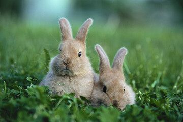 Baby Hares
