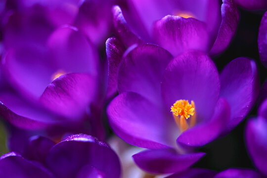 Close-up of Crocus