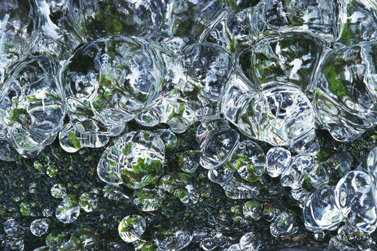 Frozen Moss