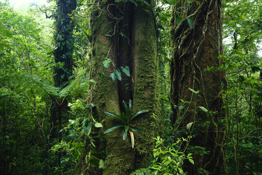 Rainforest Reservation, Costa Rica