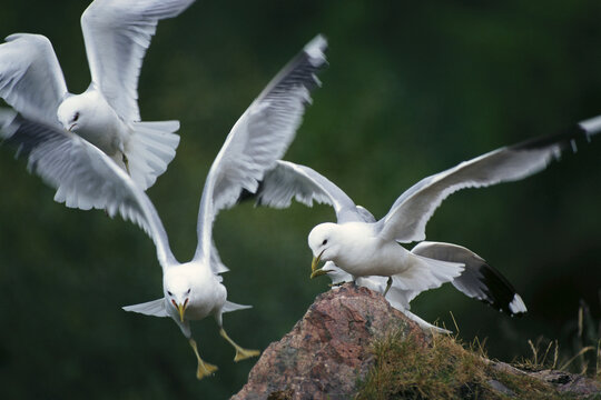 Seagulls