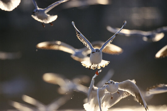 Black-Headed Gulls in Flight