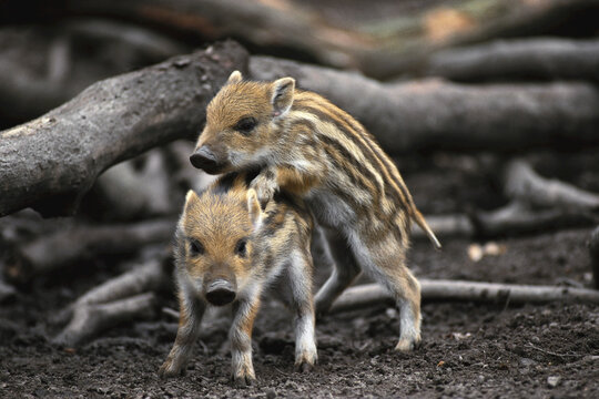 Baby Boar Images – Browse 21,490 Stock Photos, Vectors, and Video | Adobe  Stock
