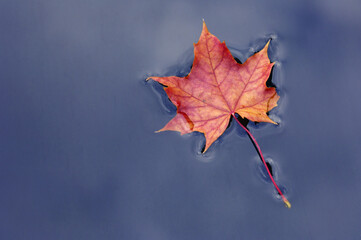 Norway Maple Leaf