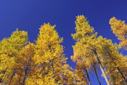 Larch Trees, Engadin, Switzerland