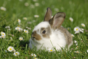 Rabbit in Grass