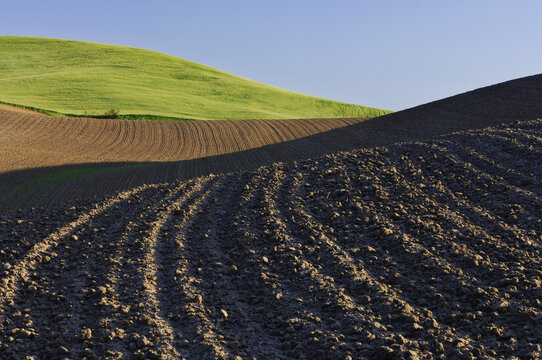 Plowed Field near Colfax, Palouse Region, Whitman County, Washington, USA