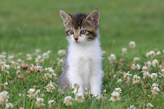 Portrait of Kitten