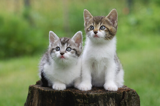 Portrait of Kittens