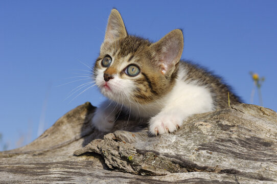 Portrait of Kitten
