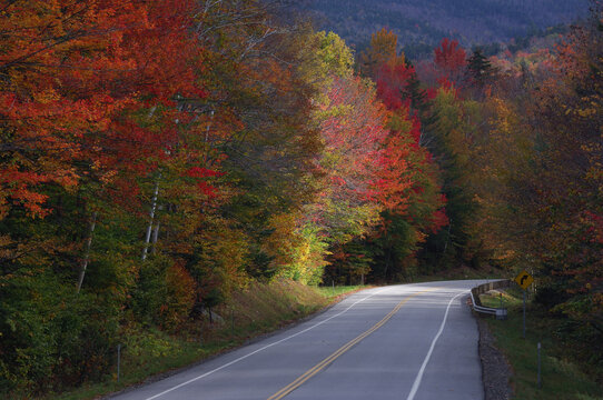 Road through Trees in Autumn