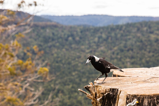 magpie getting ready to swoop