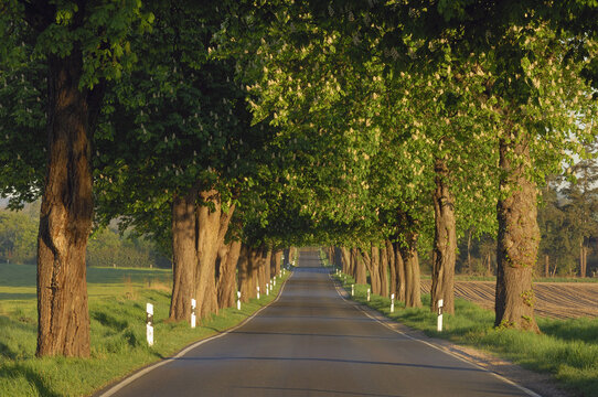 Tree-Lined Country Road with Chestnut Trees in Bloom, Mecklenburg-Vorpommern, Germany