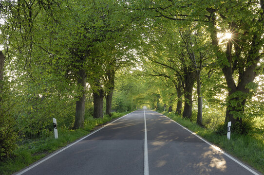 Tree-Lined Country Road, Ruegen, Mecklenburg-Vorpommern, Germany