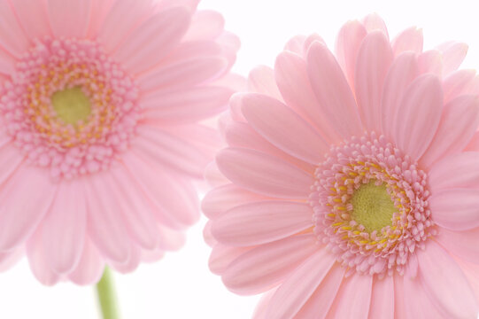 Pink Gerbera Daisy