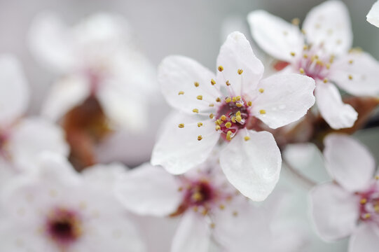 Cherry Plum Blossom