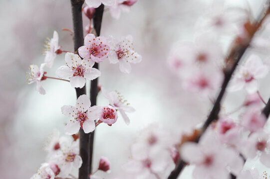 Cherry Plum Blossom