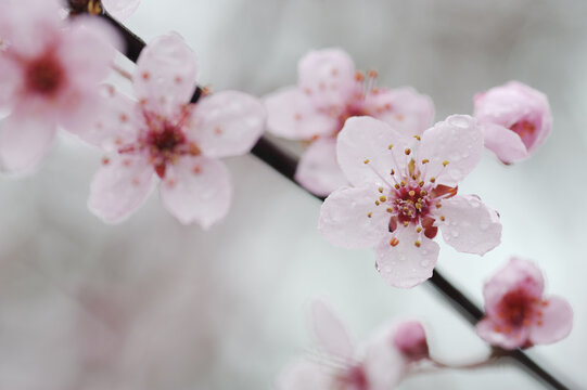 Cherry Plum Blossom