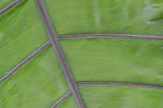 Close-Up of Leaf