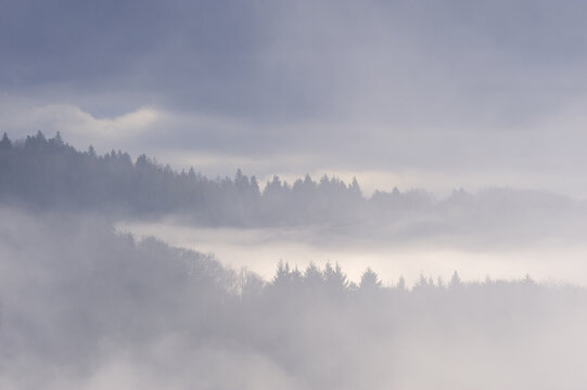 Trees Standing Out of Fog in Valley, Black Forest, Baden-Wurttemberg, Germany
