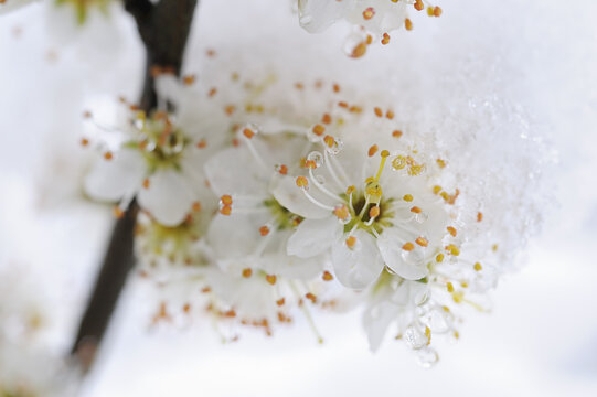 Snow-Covered Blackthorn Blossoms in Spring, Bavaria, Germany