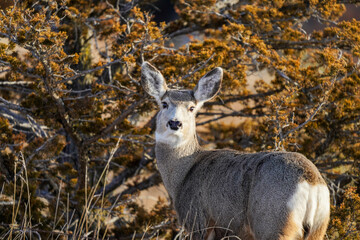 mule deer in the woods