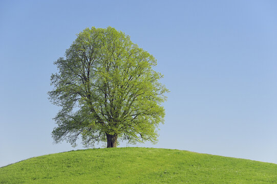 Lime Tree, Canton of Zurich, Switzerland