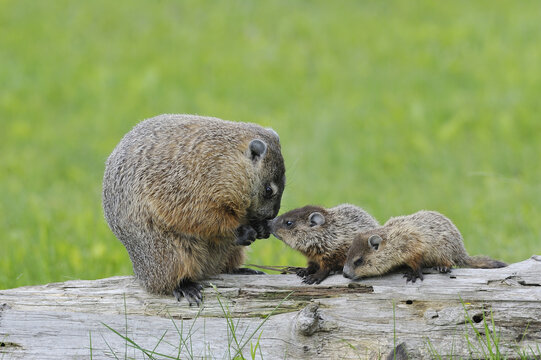 Groundhog with Young, Minnesota, USA
