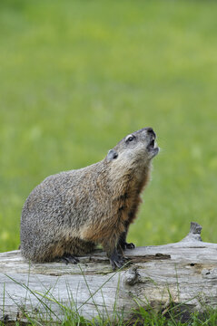 Groundhog on Log, Minnesota, USA