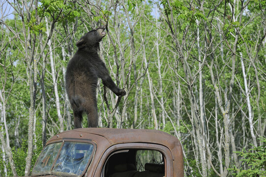 Black Bear on Top of Old Truck, Minnesota, USA