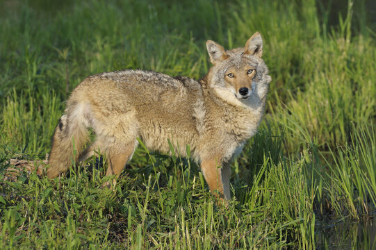 Coyote, Minnesota, USA