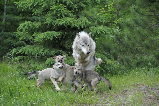 Timber Wolf Family, Minnesota, USA