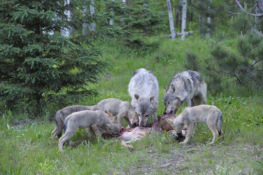 Timber Wolf Family Feeding on Prey, Minnesota, USA