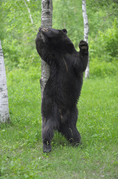 Black Bear in Forest, Minnesota, USA